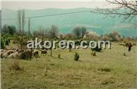 1990 Akoren'de Hayvancılığın Son Demleri