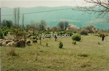 1990 Akoren'de Hayvancılığın Son Demleri