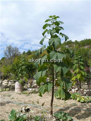 &#199;in Kavağı (Paulownia)