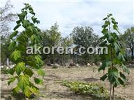 Paulownia (&#199;in Kavağı)